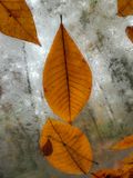 2024 11 11 Hickory leaves on glass i1656