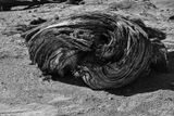 05 03 Coiled juniper Utah19-2-1362-2