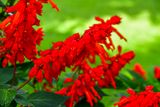 09 05 Salvia India-2-2563