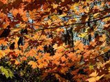 2024 11 23 Maple color i1912