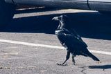 05 03 Raven on the prowel Utah19-2-1320