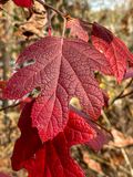 2024 12 13 Oakleaf hydrangea i2175