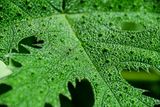 09 05 Pebbly leaf surface India-2-2609
