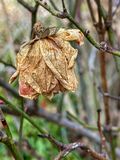 2024 12 27 Winters rose i2346