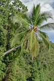 08 26 Palm growing out over the Kinabatangan River4715