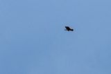 08 26 Brahminy Kite above the Kinabatangan River 4717