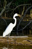 08 26 Egret 4737