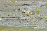 08 26 Young croc along the Kinabatangan River 4778