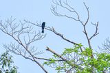 08 26 Greater racket-tailed drongo? 4809