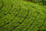 09 05 Tea plantation India-2-2749