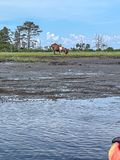 2024 06 16 Pony on Assateague Island, VA i6075