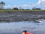 2024 06 16 Pony on Assateague Island, VA i6077