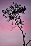 08 26 Monkey at sunset 4863