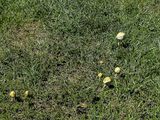 09 02 Fairy ring i0205