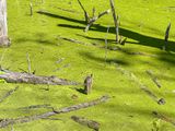 09 02 Three turtles covered with duckweed i0142