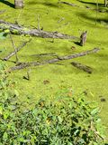 09 02 Jewel weed, duckweed and turtles i0144