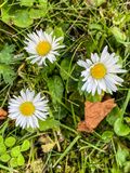06 19 Lawn flowers i1086