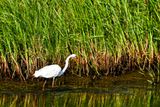 2024 06 17 Egret 0439