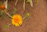 04 03 El Chebbi desert flowers Moroc-4453