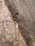 06 26 Un ID wasp 1242