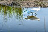 2024 06 17 Snowy egret 0458