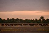 04 03 Camel lot in early morning Moroc-4470