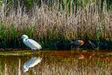 2024 06 17 Snowy egret and a white-faced ibis 0466