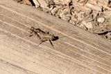 2024 09 03 Scudders Melanoplus grasshopper 9450