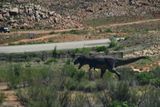 05 03 Another Jurassic Park fiasco?! Utah19-2-1579