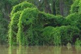 2023 08 26 Elephants at the river 5045