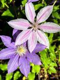 2025 04 13 Clematis i3545