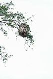 08 26 Hornet nest 5066