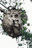08 26 Hornet nest 5066-2