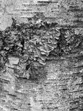 2025 01 18 Lichen on birch i2614-2 