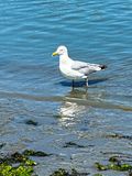 2024 06 18 Herring gull i6171