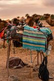 2019 04 03 Camel saddles and blankets Moroc-4504