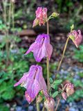 2025 04 25 Columbine i3764