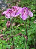 2025 04 25 Columbine i3707