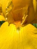 2025 04 18 Iris i3600