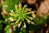 2025 04 13 Canadian lousewort 1104