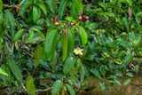 2023 08 26 Kinabatangan River vegetation 5098-2
