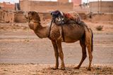 2019 04 03 Young camel Moroc-4525