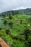 09 05 Hill-side tea plantation India-2- 2932