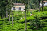 09 05 Workers picking tea leaves India-2-2949