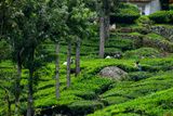 09 05 Workers picking tea leaves India-2-2952