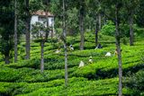 09 05 Workers picking tea leaves India-2-2953