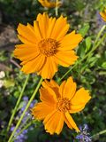 04 13 Cosmos i3552