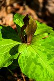 2025 04 13  Little sweet Betsy/purple toadshade 1115