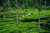 09 05 Picking tea leaves India-2-2962