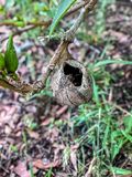 2025 05 15 Polyphemus moth cocoon i3947